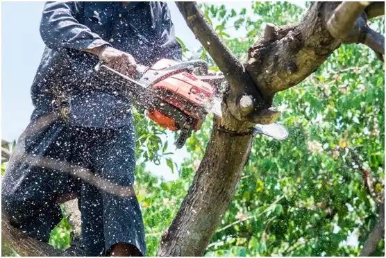 tree services Chief Lake